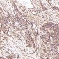 Anti-LRP1/Lrp 1 Cluster Ii Rabbit Monoclonal Antibody